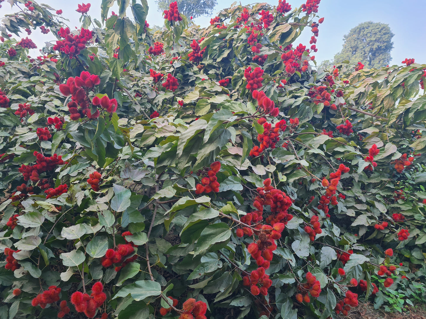 Organic Plant-Based Sindoor/ Kumkum