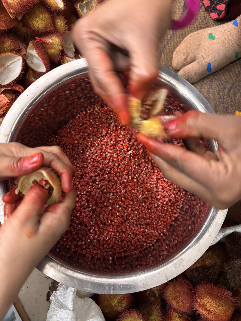 sindoor plant seeds Organic Plant-Based Sindoor/ Kumkum